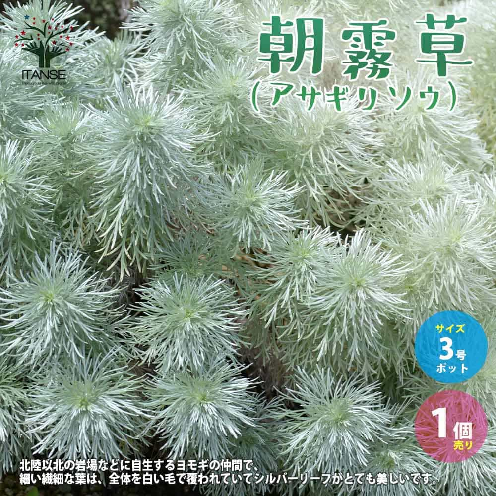 最大80 オフ 朝霧草 アサギリソウ 多年草 カラーリーフ アルテミシア ハクサンヨモギ 細い繊細な