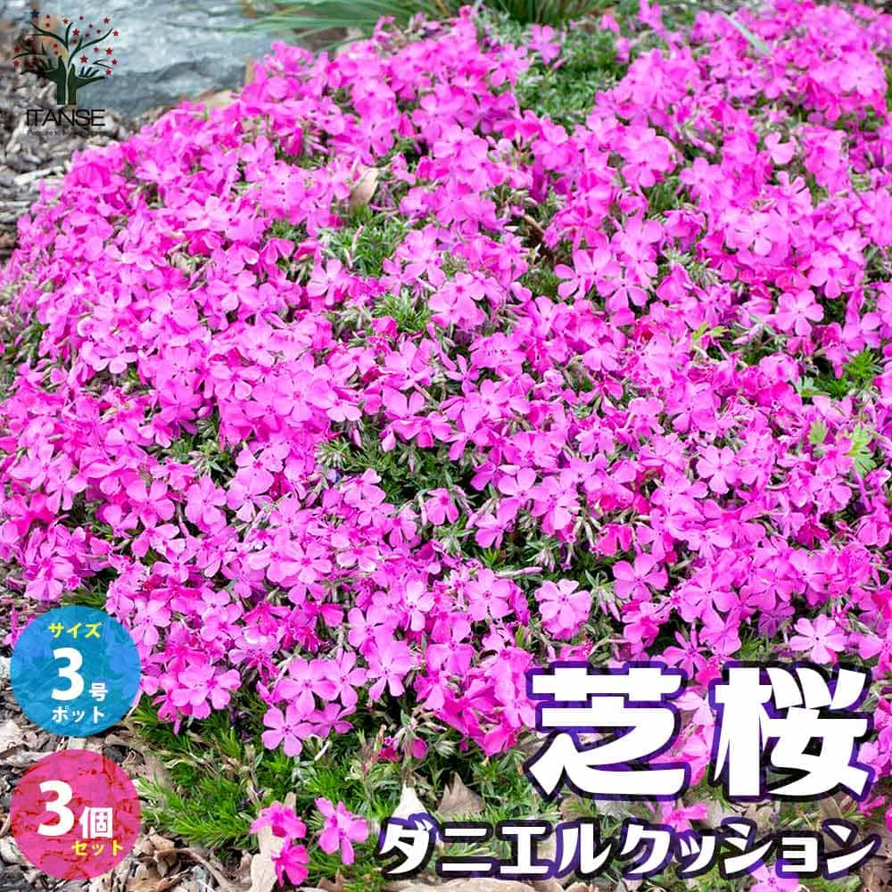 【楽天市場】【送料無料】芝桜 ダニエルクッション (濃ピンク色)【花苗 3号ポット／お買い得3個セット】モスフロックス シバザクラ マック