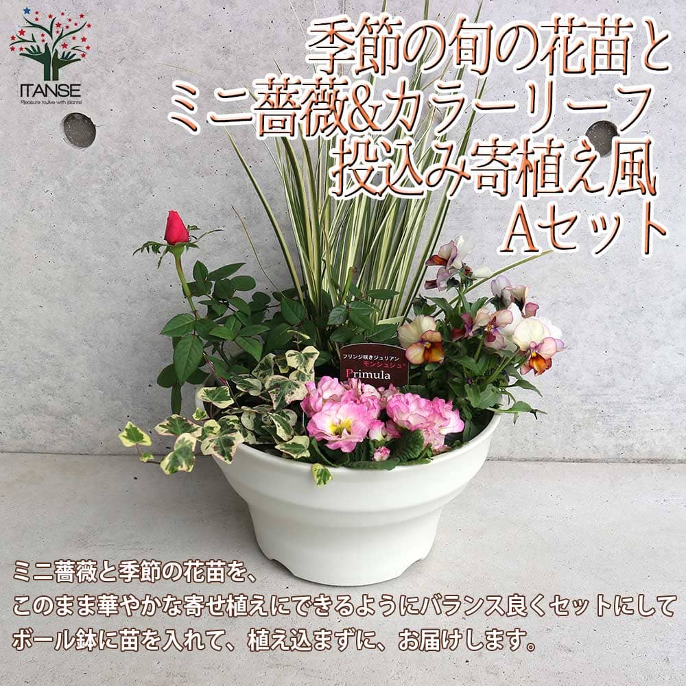 【送料無料】ミニ薔薇＆季節の花苗＆リーフプランツ葉物類 苗投込み寄植え風 Aセット 花苗 8号程度ボール鉢 1個売り 寄せ植え お得セット アソート ボールプランター リーフプランツ カラーリーフ 栽培 贈答 ギフト プレゼント 送料無料 即納