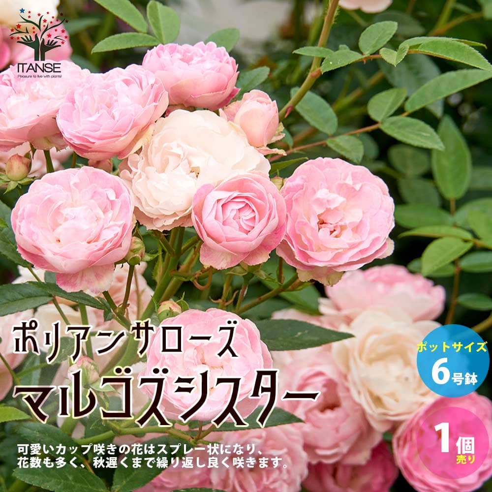 送料無料 ポリアンサローズ マルゴズシスター 花苗 バラ苗 薔薇苗 22秋冬新作 1個売り フラワーアレンジ 切り花の素材としても人気 6号ポット ドライフラワー