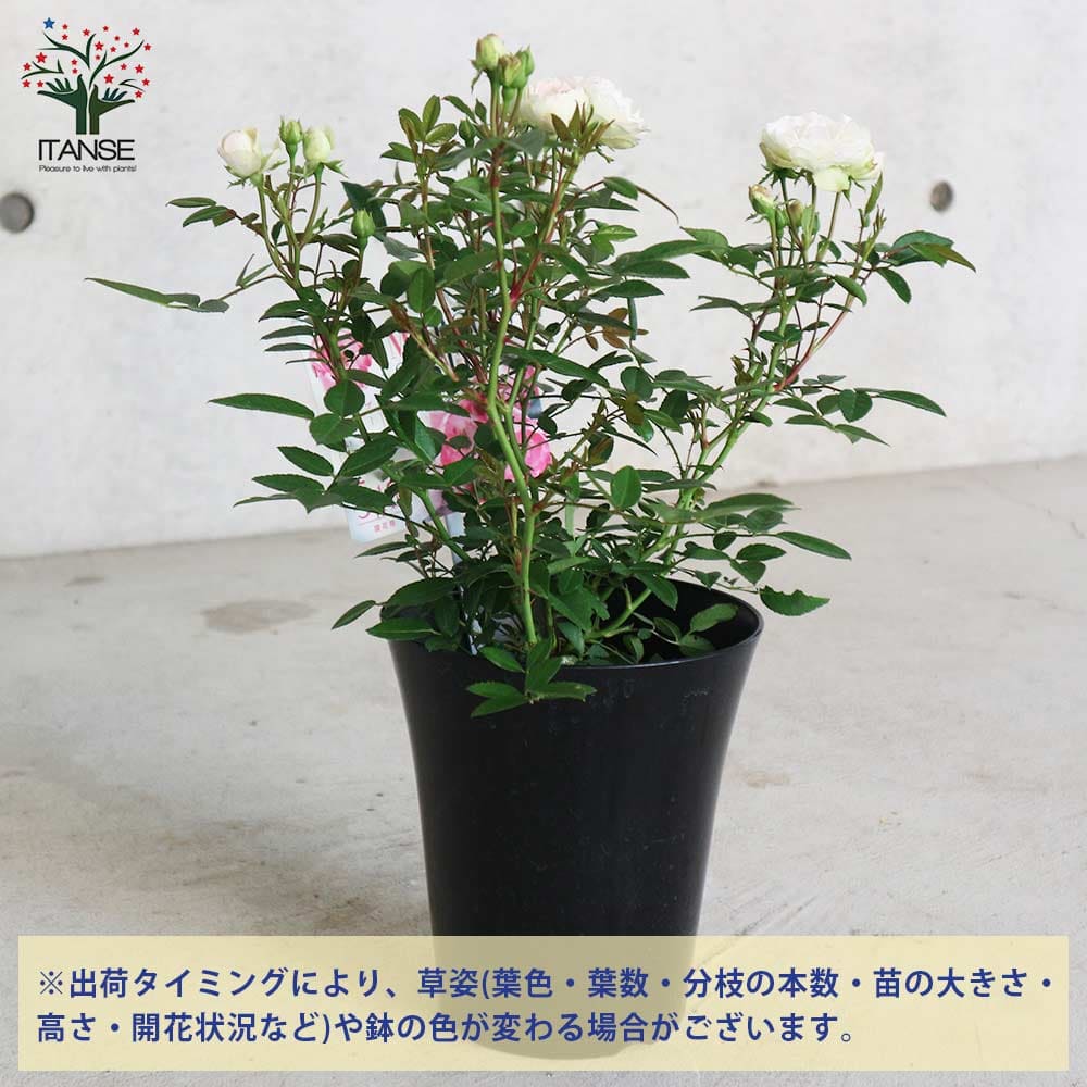 市場 送料無料 マルゴズシスター バラ苗 6号ポット 薔薇苗 1個売り ポリアンサローズ 花苗 フラワーアレンジ