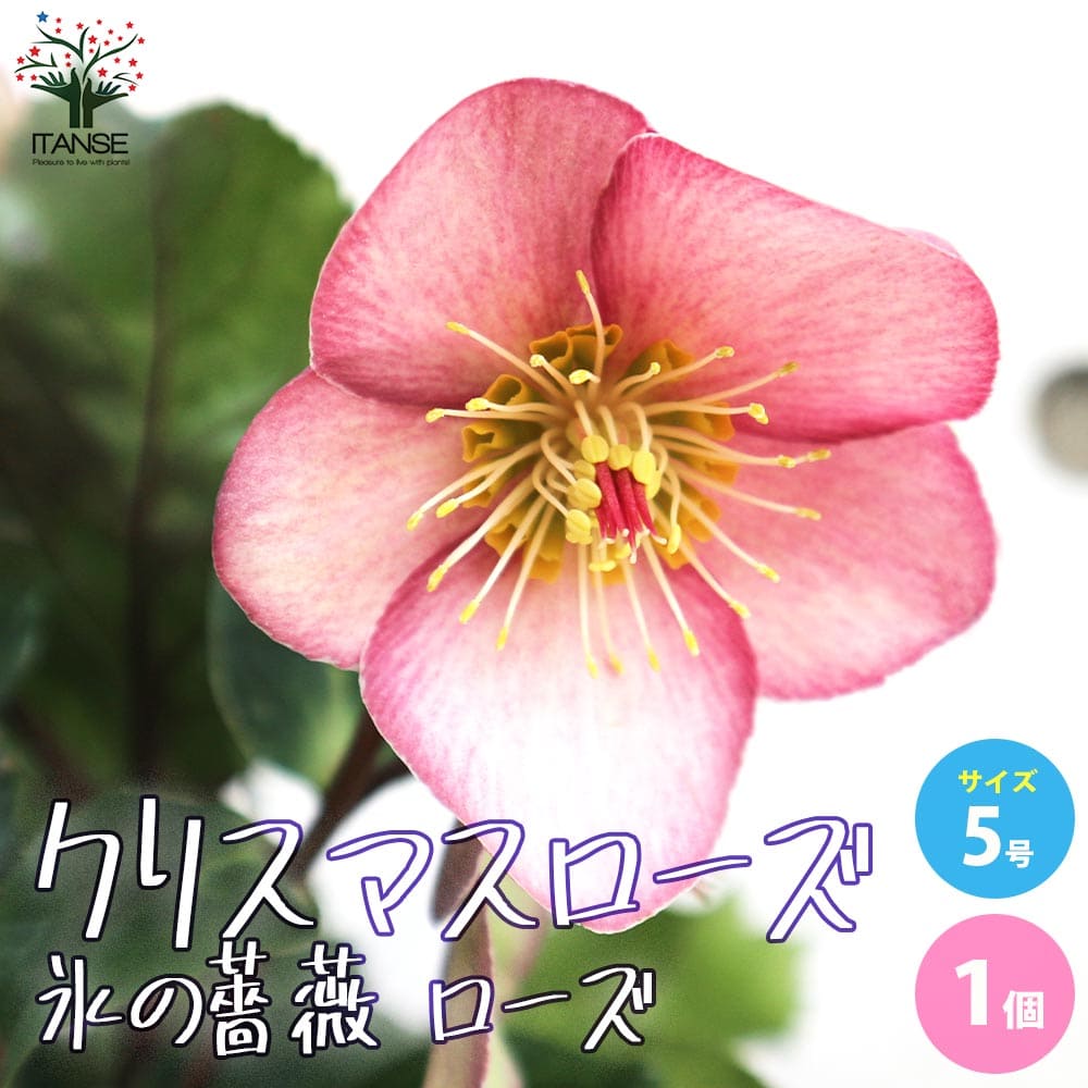 観葉草木特集