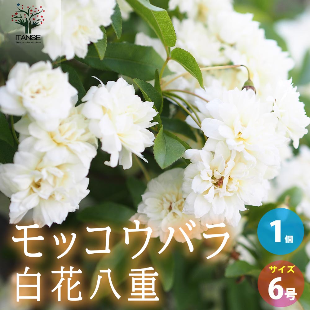 【楽天市場】【送料無料】モッコウバラ 八重咲き 白花の苗 【花苗 6