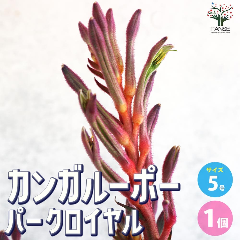 楽天市場】【ｴﾝﾄﾘｰでP10倍】カンガルーポー パークロイヤル 【花苗 5号