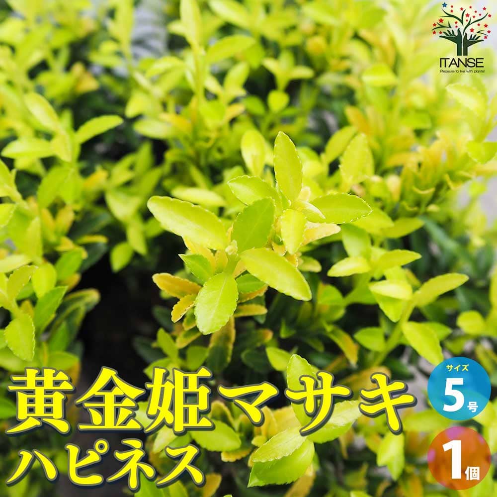 楽天市場】黄金マサキ 高さ約60cm 15cm（5号）ポット入り