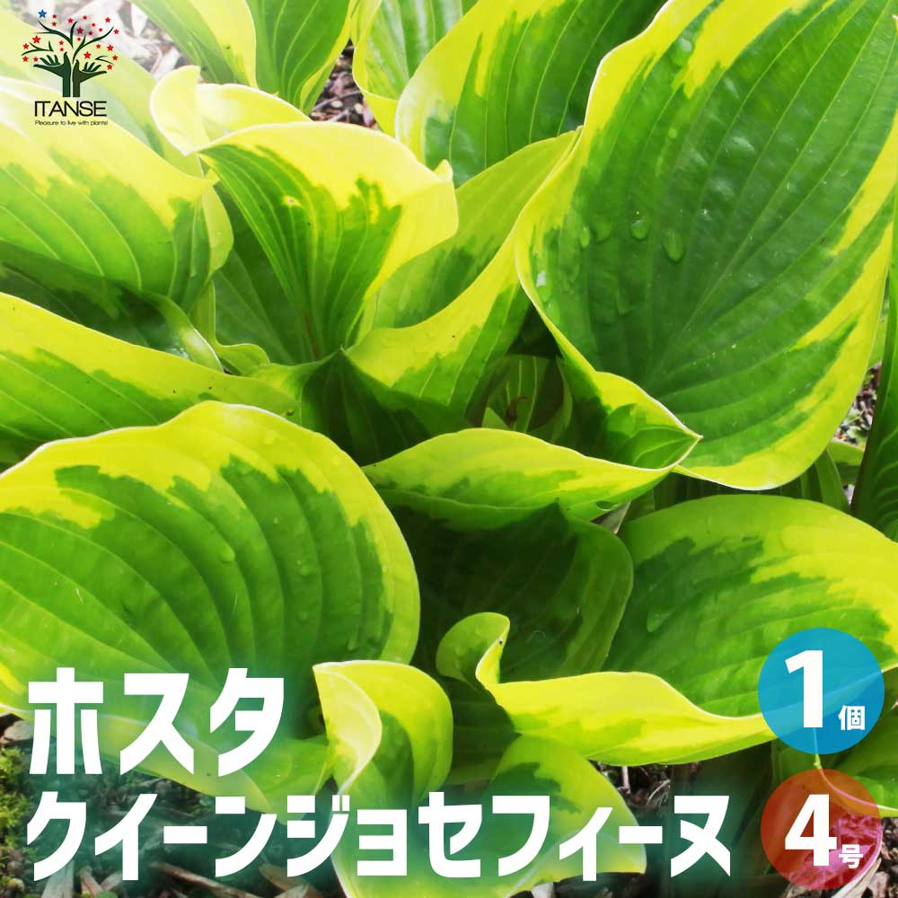 【楽天市場】【送料無料】ホスタ クイーンジョセフィーヌ 【花苗 4号ポット／1個売り】ホスタ苗 ホスタの苗 ホスタ Hosta ギボウシ
