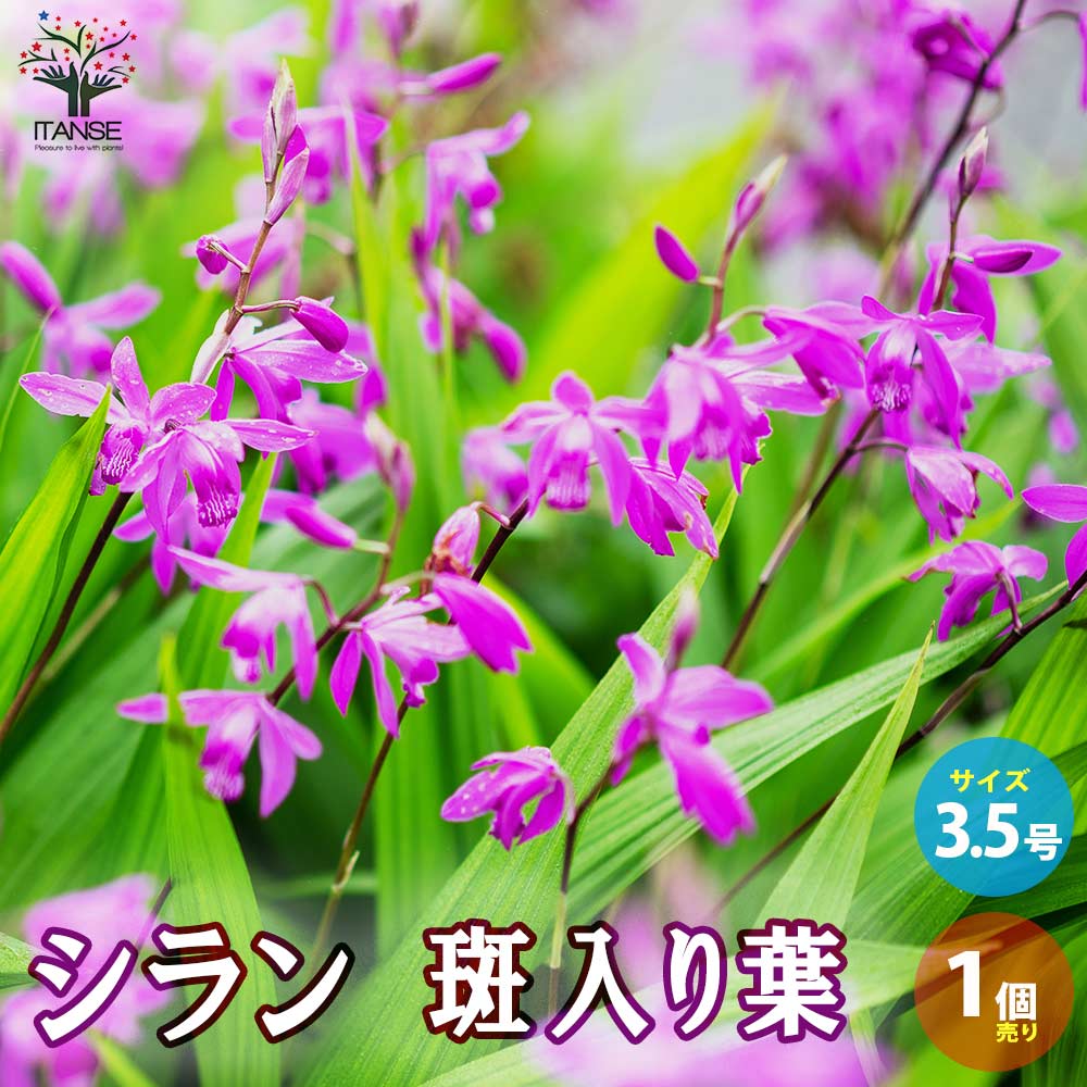 【楽天市場】【送料無料】シラン(紫蘭) 斑入り葉 【花苗 3.5号ポット/1個売り】花苗 花の苗 シラン 紫蘭 斑入り葉 ラン 蘭 紅蘭 ベニ ...