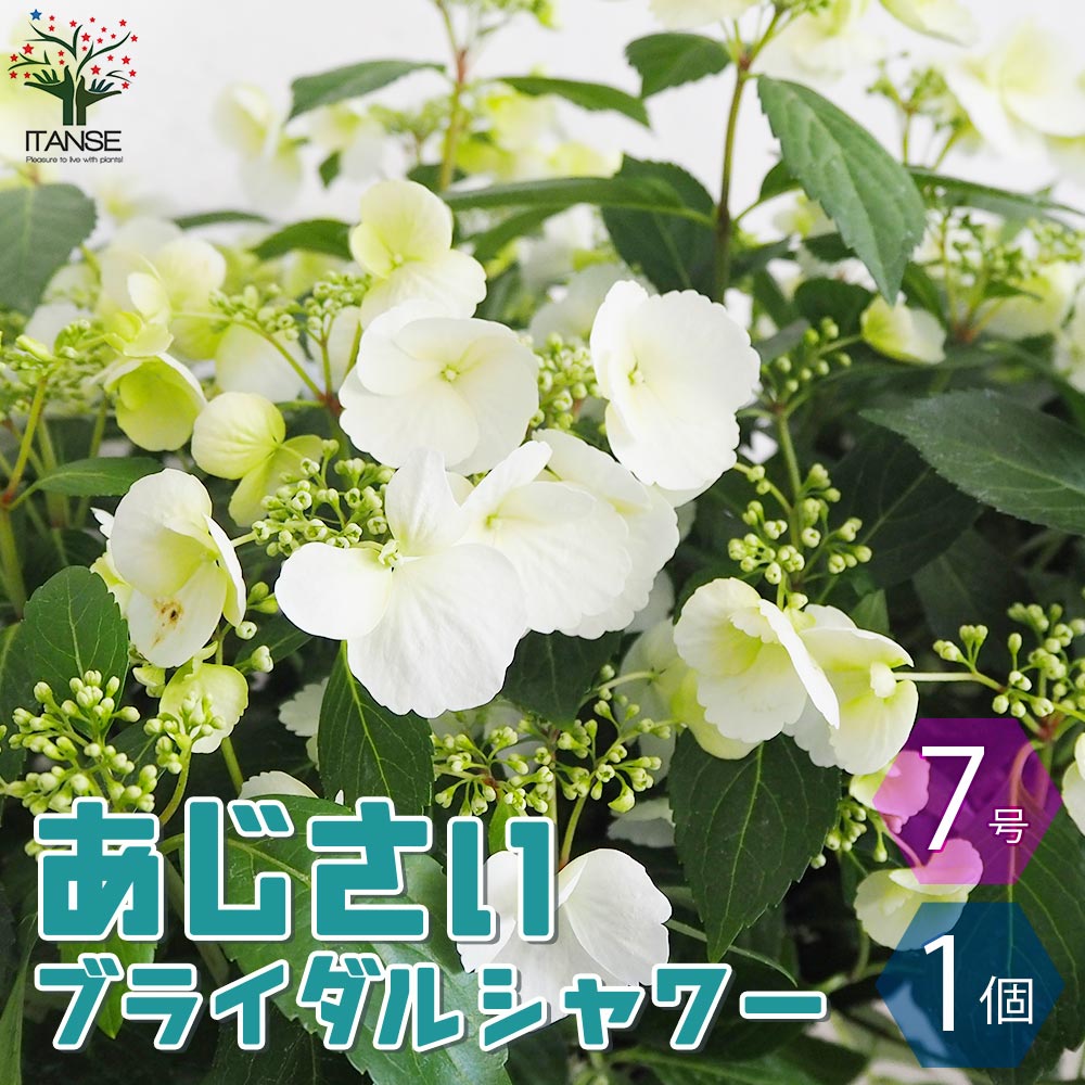 【マラソン★P5倍】アジサイ ラグランジア ブライダルシャワー 花苗 7号鉢 1個売り あじさい苗 あじさいの苗 アジサイ苗 アジサイの苗 紫陽花苗 紫陽花の苗 ガーデニング 送料無料 即納
