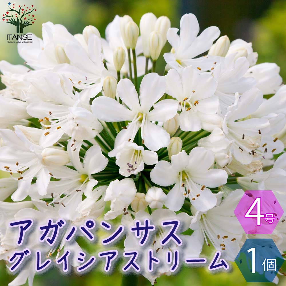 アガパンサス苗 紫君子蘭 通販