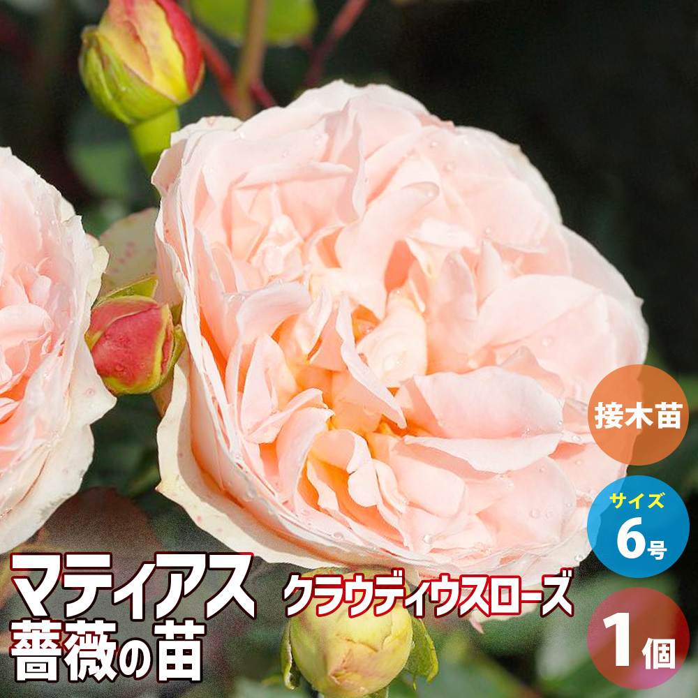 観葉草木特集