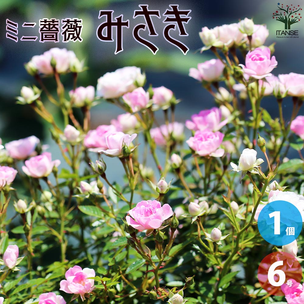 【送料無料】ミニ薔薇 みさき トレリス仕立て 花苗 6号鉢 1個売り バラ苗 バラの苗 薔薇苗 薔薇の苗 花苗 花の苗 ローズガーデン イングリッシュガーデン rose バラ園 フラワーガーデン 送料無料 即納