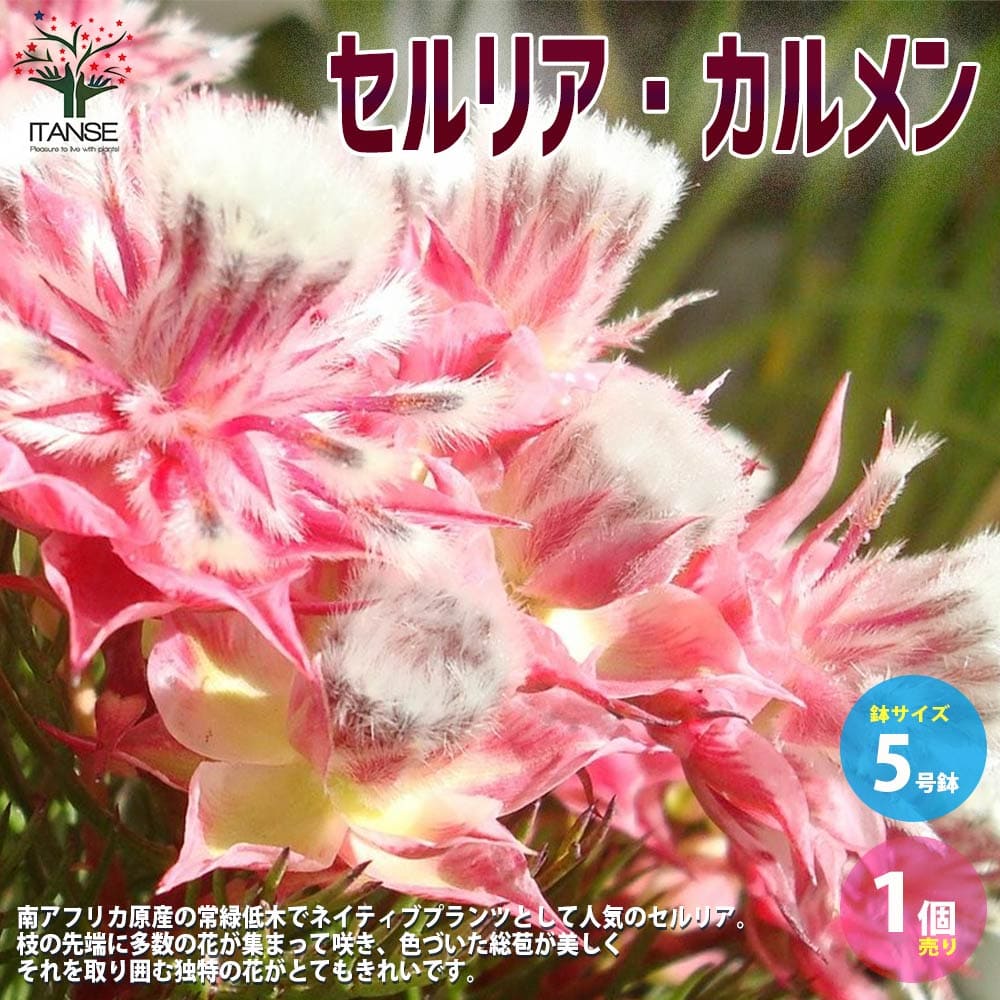 楽天市場】フィリカ・プベッセンス（ワフトフェザー） 5号