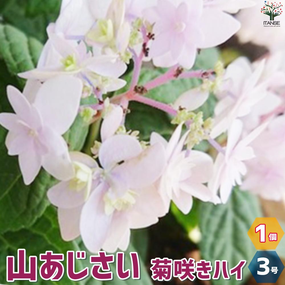 【楽天市場】【送料無料】山アジサイの苗 品種：菊咲きハイ(キクザキハイ)【花苗 3号ポット／1個売り】花木 花木の苗 花の苗 山アジサイ