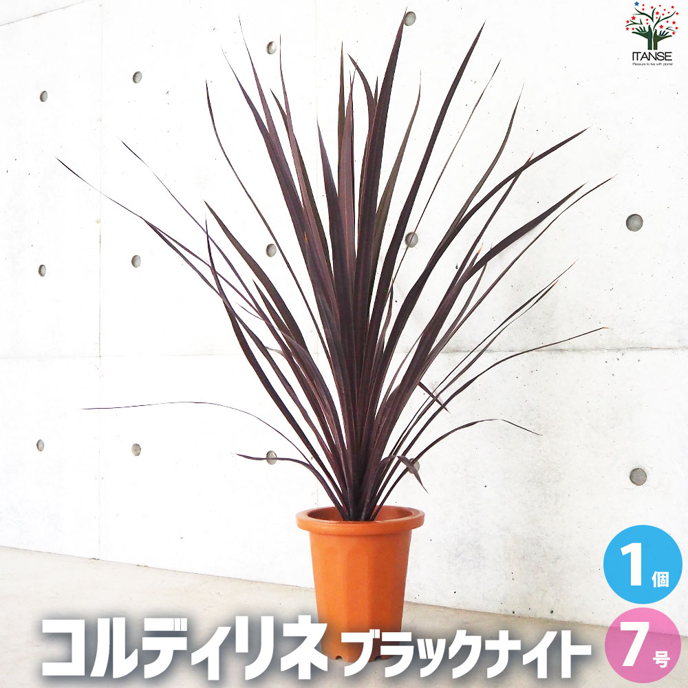 【送料無料】コルディリネ ブラックナイト 花苗 大苗7号鉢 1個売り 園芸品種 苗木 花木 植木 庭木 ガーデニング シンボルツリー 鑑賞 送料無料 即納