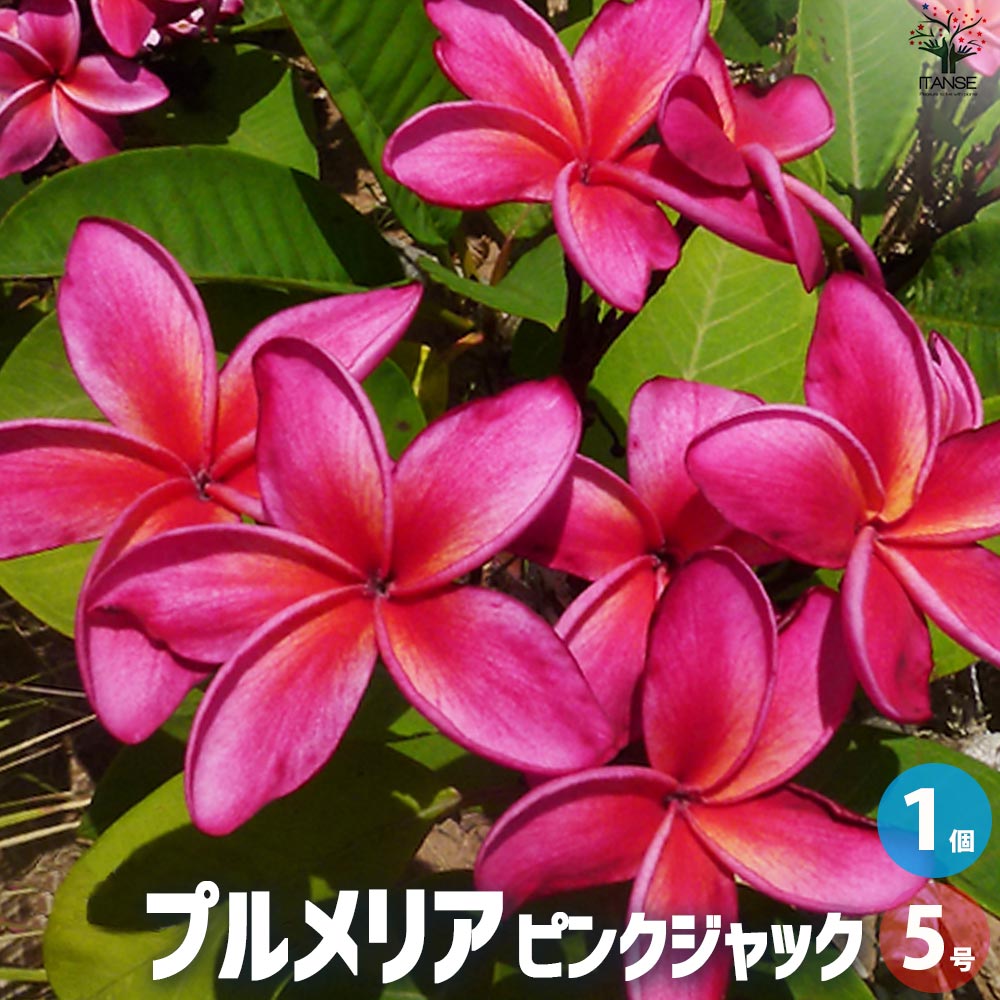 楽天市場】ITANSE プルメリアの苗 セネガル産 Mサイズ 花木苗 M