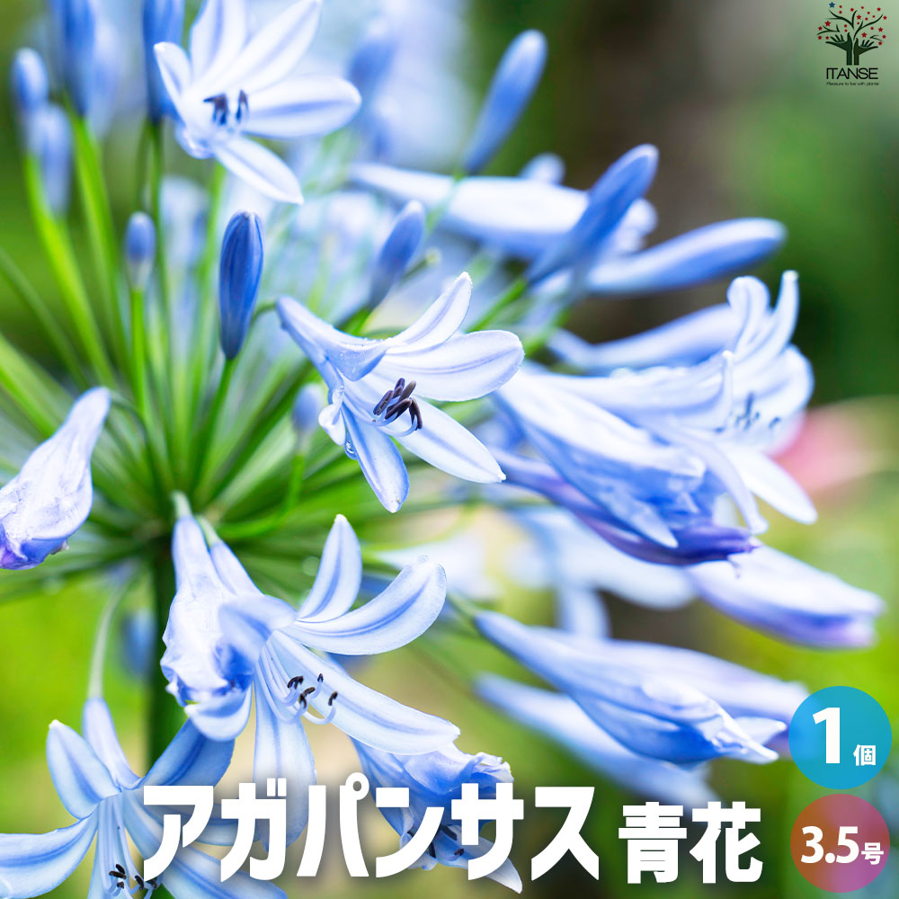 【楽天市場】【送料無料】アガパンサス 青花 【花苗 3.5号ポット