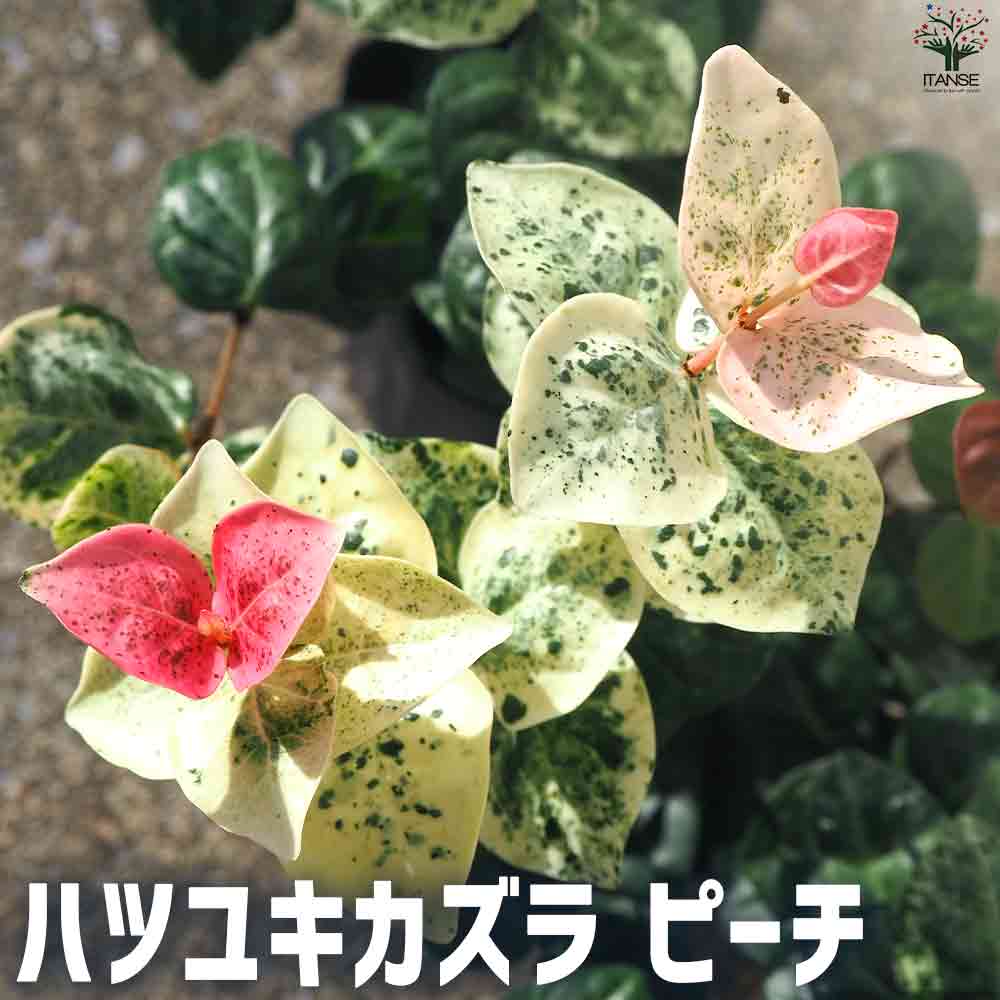楽天市場】【送料無料】ヒスイカズラの苗 ( 翡翠葛 ) 花苗 12cm