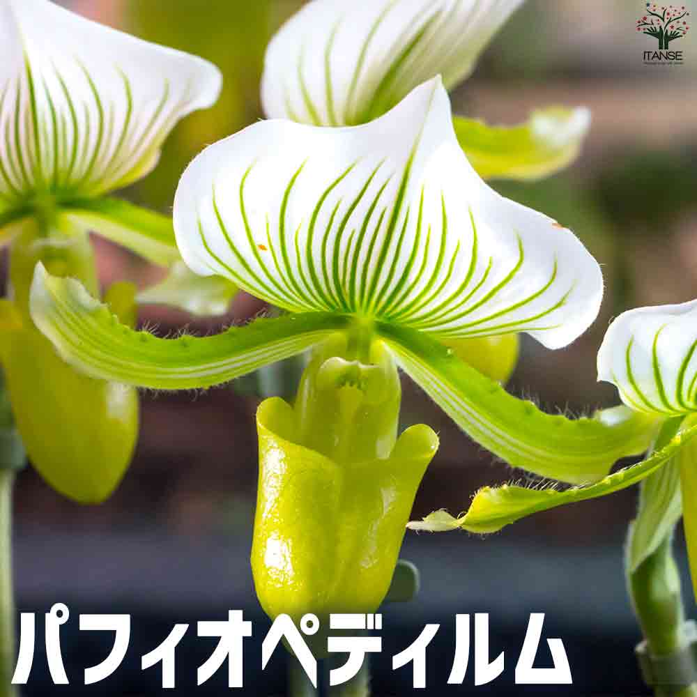 観葉草木特集