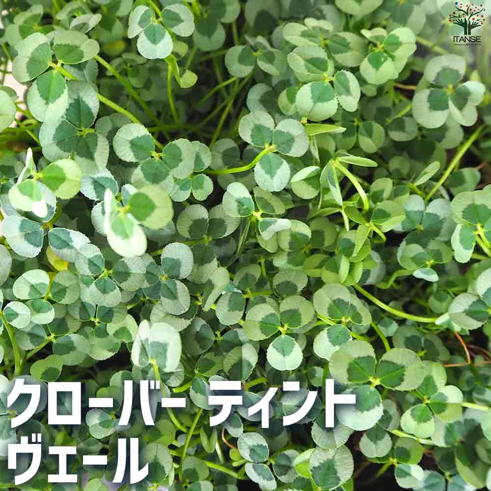 【送料無料】クローバー ティント ヴェール 花苗 9cmポット カラーリーフ グランドカバー 寄せ植え ガーデニング 送料無料 即納