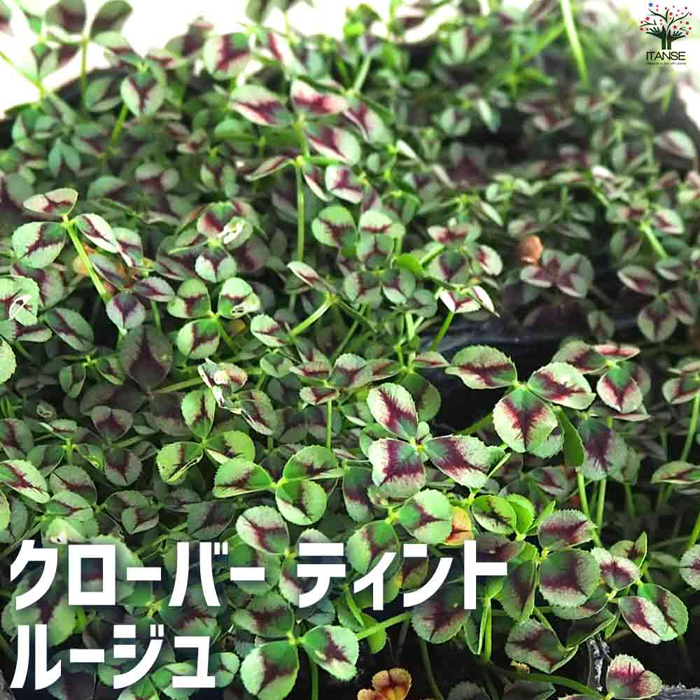 観葉草木特集