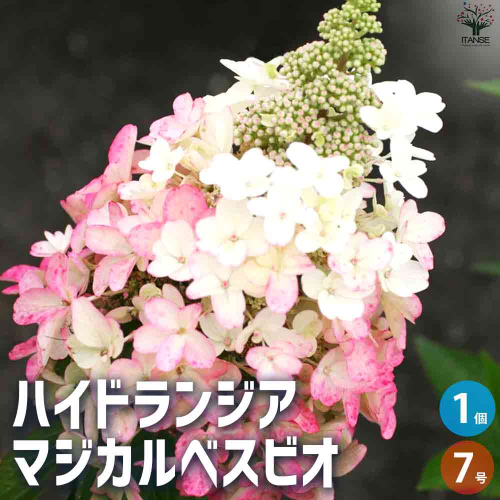 観葉草木特集