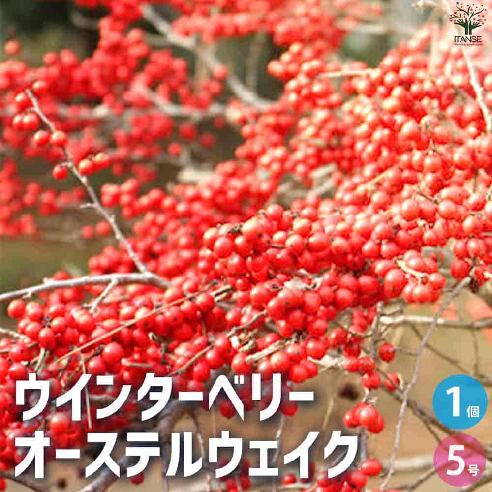 【送料無料】ウインターベリー オーステルウェイク 花苗 5号ポット 1個売り 花苗 花の苗 花 苗 ウメモドキ 梅もどき 園芸品種 ガーデニング 送料無料 即納
