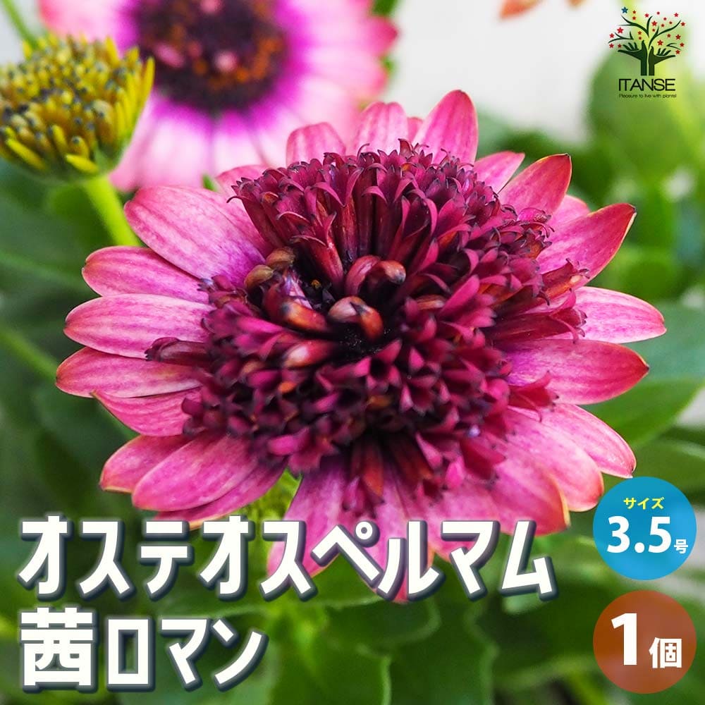 観葉草木特集