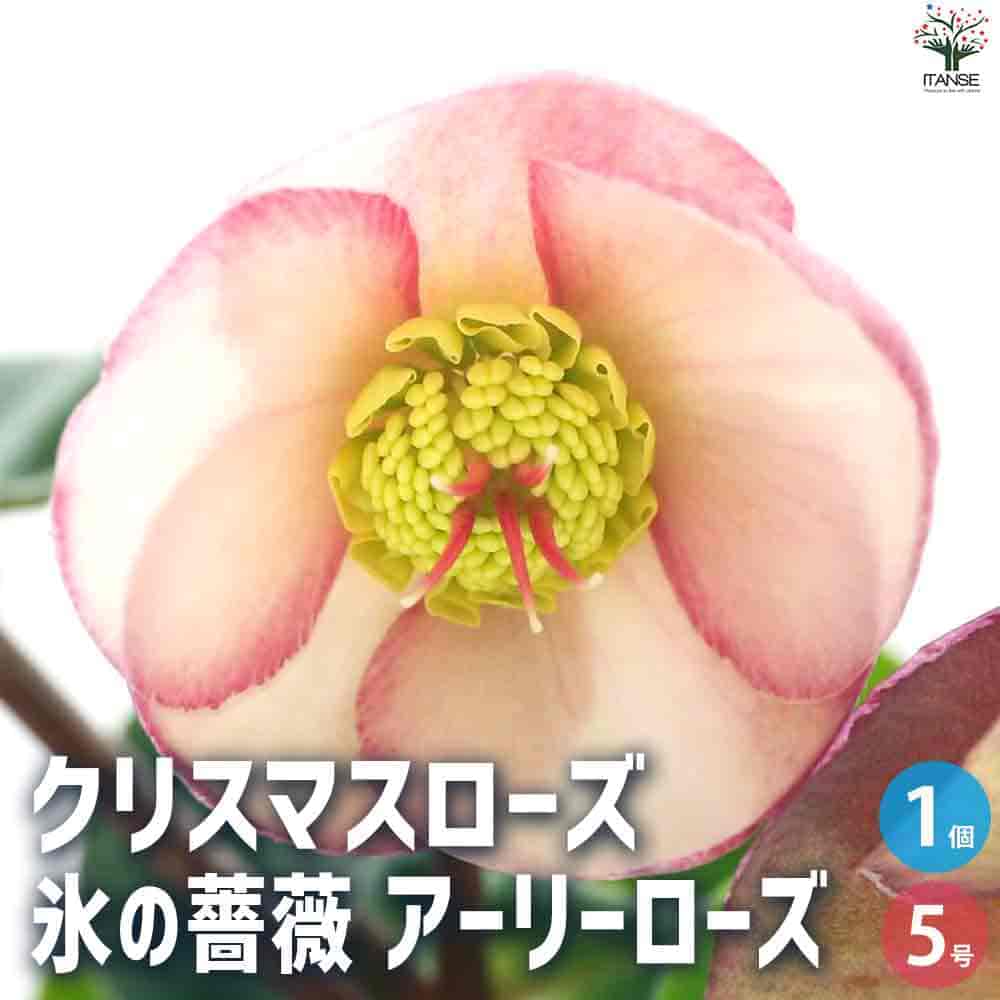 【送料無料】クリスマスローズ 氷の薔薇 アーリーローズ 花苗 5号鉢 1個売り クリスマスローズ苗 キンボウゲ ヘレボルス 多花性 カラーリーフ 生け垣 生垣 庭木 植木 花木 花壇 送料無料 即納