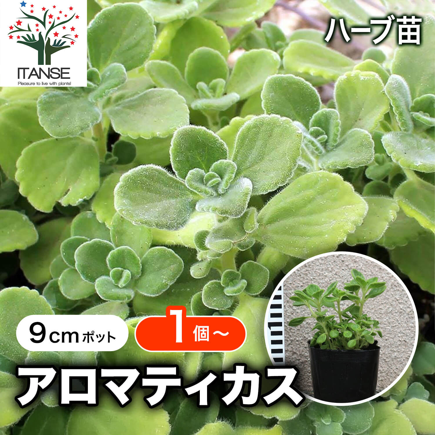 楽天市場】アロマティカス 苗 9cmポット 3号鉢 Aromaticus 植物 ハーブ