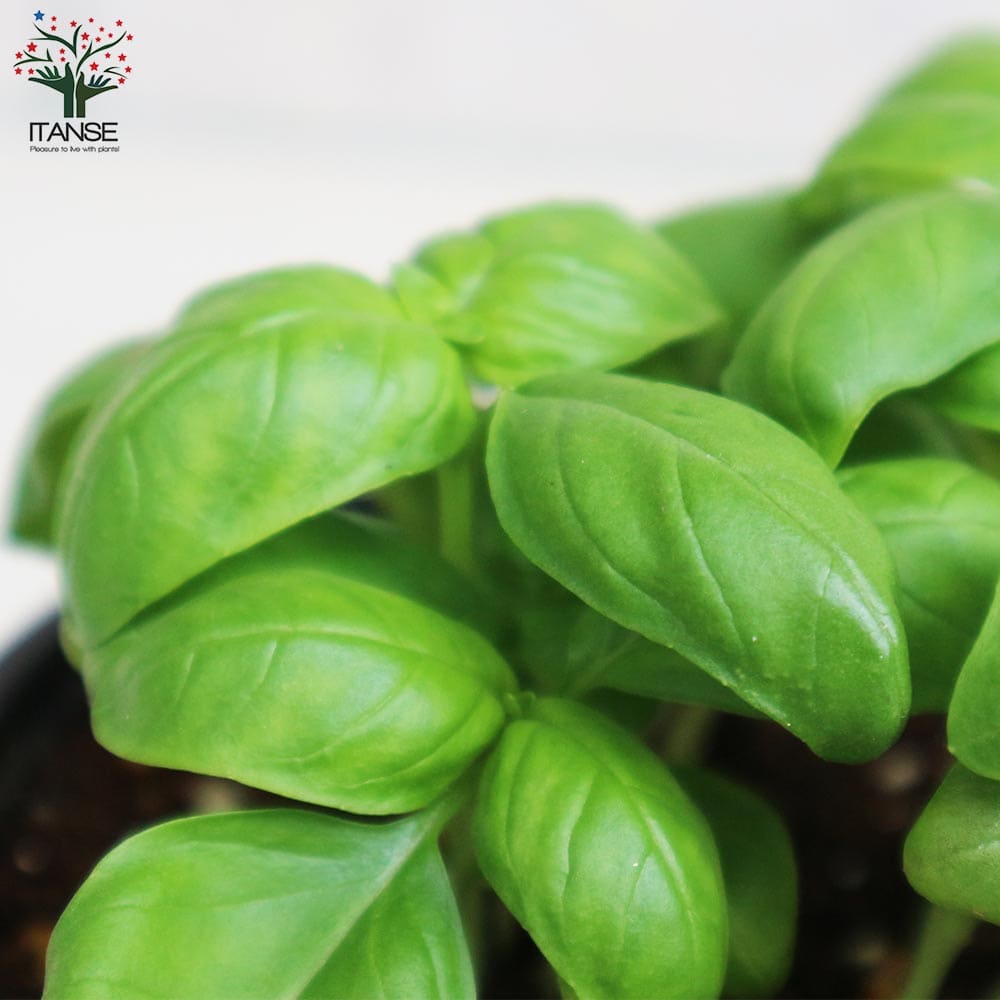 市場 送料無料 品種 矮性スイートバジル ハーブの苗 香りが良くて背が高くならない キッチン ジェコン スイートバジル