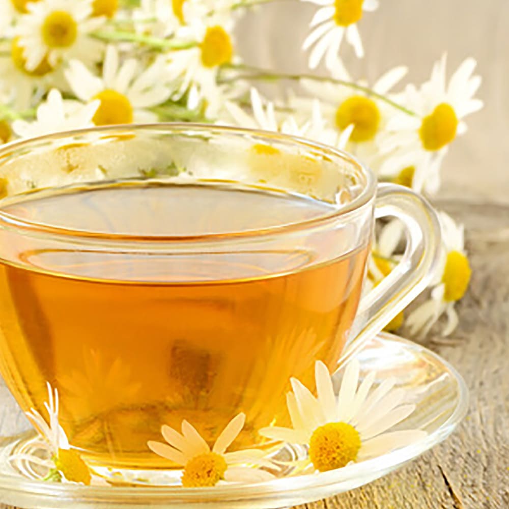 送料無料 ローマンカモミール 3個セット ベランダ ハーブ苗 9cmポット カモミール苗 グランドカバー 庭園