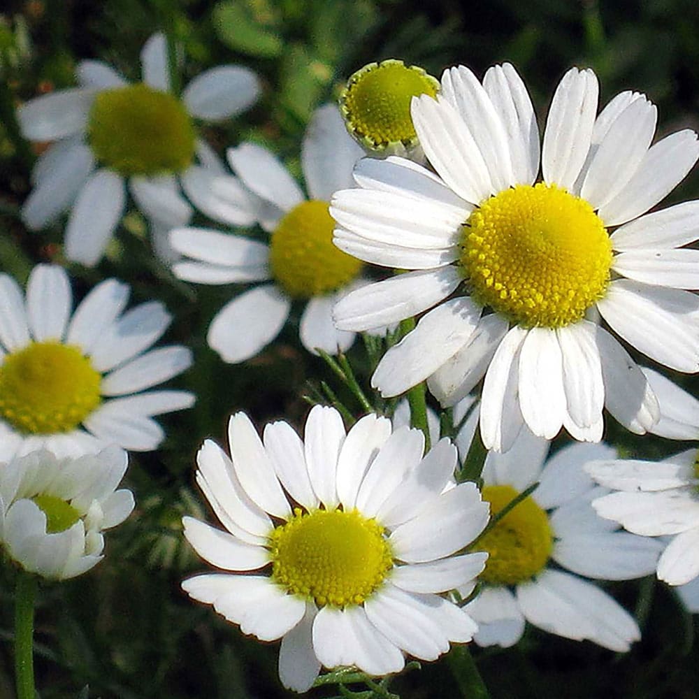 送料無料 ジャーマンカモミール 3個セット ハーブ苗 グランドカバー 農園 9cmポット カモミール苗 ドライハーブ