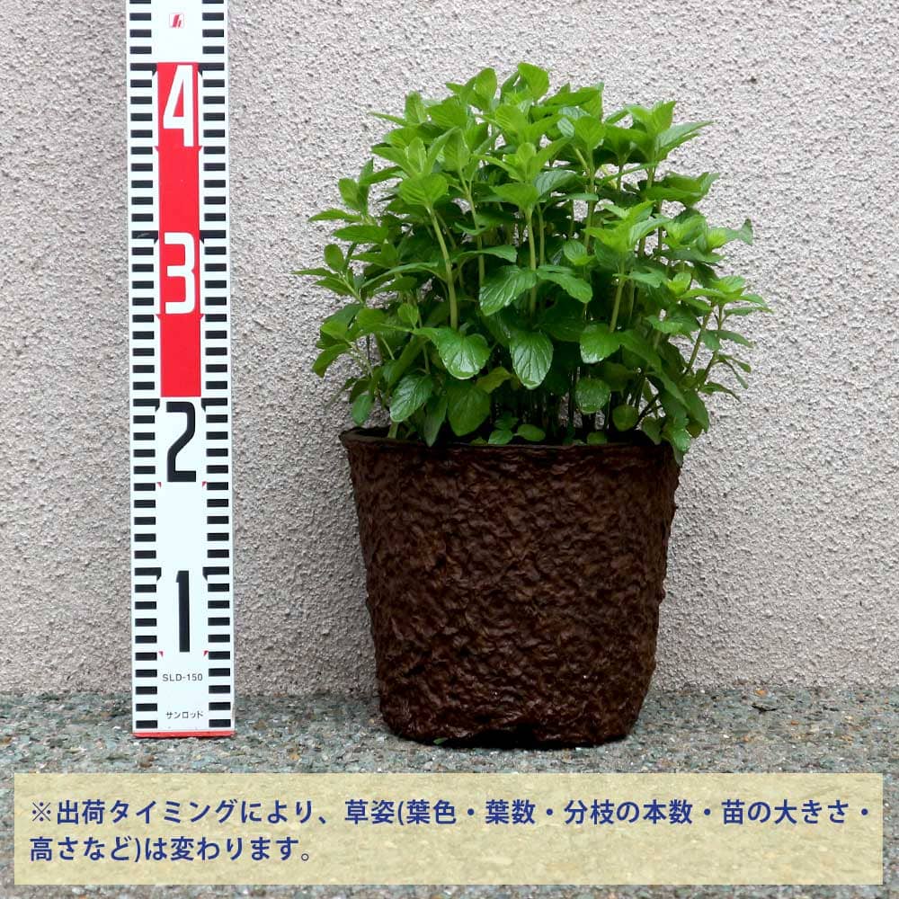 送料無料 モヒートミントの大苗 ミントの苗 ハーブの苗 8号エコポット 1個売り ハーブ苗 ハーブの苗 Herb苗 ガーデニング 家庭菜園 グリーン ボタニカルライフ Napierprison Com