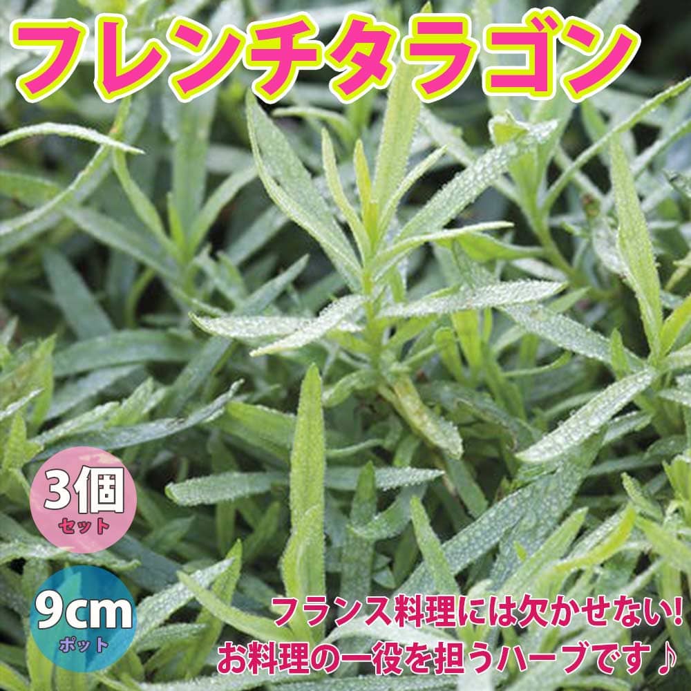 楽天市場 送料無料 フレンチタラゴン ハーブ苗 9cmポット 3個セット 庭植え グランドカバー ベランダ 庭園 クラフト Herb ギフト 精油 アロマテラピー ポプリ ハーブティー 露地栽培 植物販売のｉｔａｎｓｅ楽天市場店