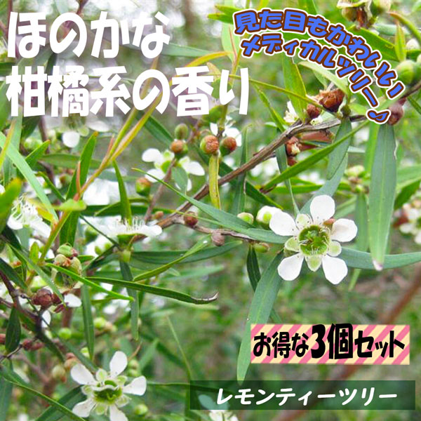 Shop R10s Jp Itanse Cabinet Herb Other Her