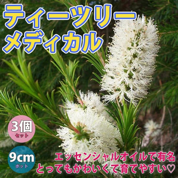 楽天市場 送料無料 ティーツリーメディカル ハーブ苗 9cmポット 3個セット 庭植え ベランダ 庭園 エッセンシャルオイル メディカル ティツリー 生垣 希少品種 観賞用 丈夫 室内 露地 レモンの香り 苗木 植物販売のｉｔａｎｓｅ楽天市場店