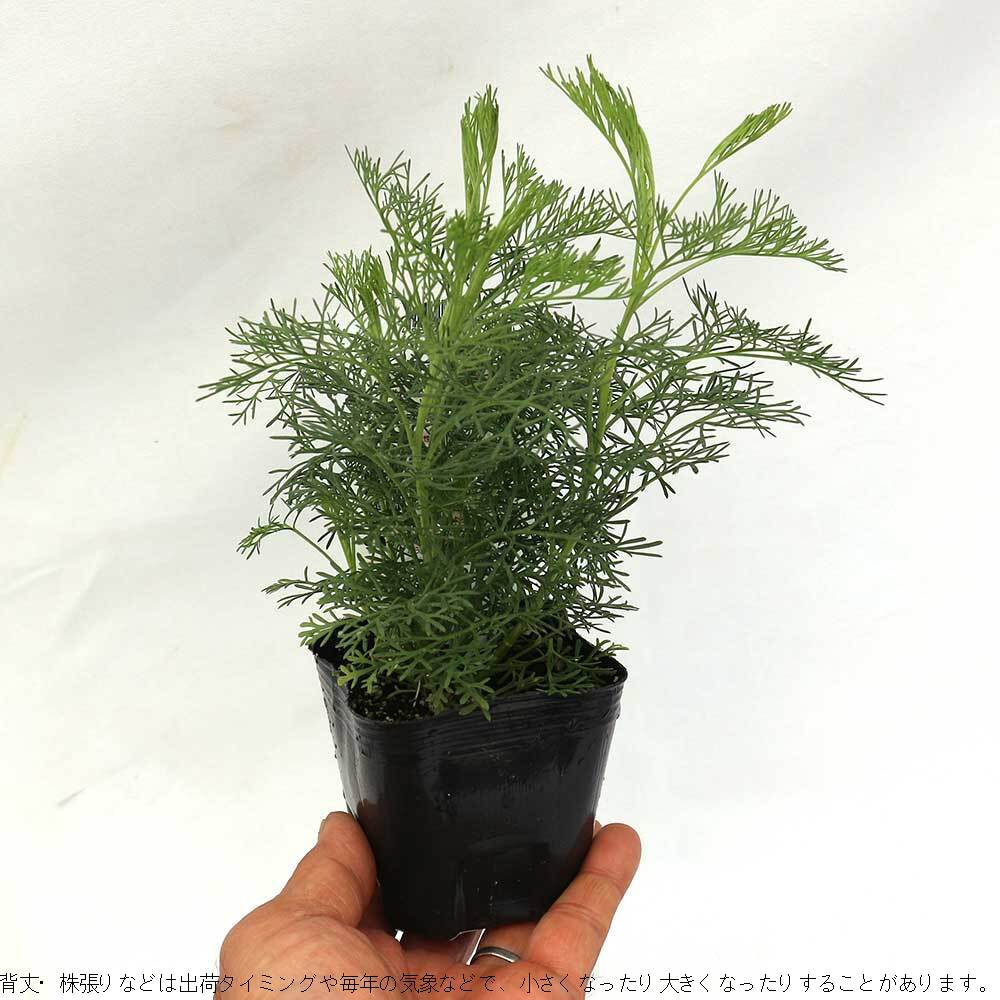 送料無料 蚊よらず アルテメシア サザンウッド ハーブ苗 9cmポット お買い得9個セット アルテミシア ワームウッド 防虫 虫除け 多年草 コンパニオンプランツ 農園 グランドカバー ベランダ 寄せ植え Schwimmbad Delphine De