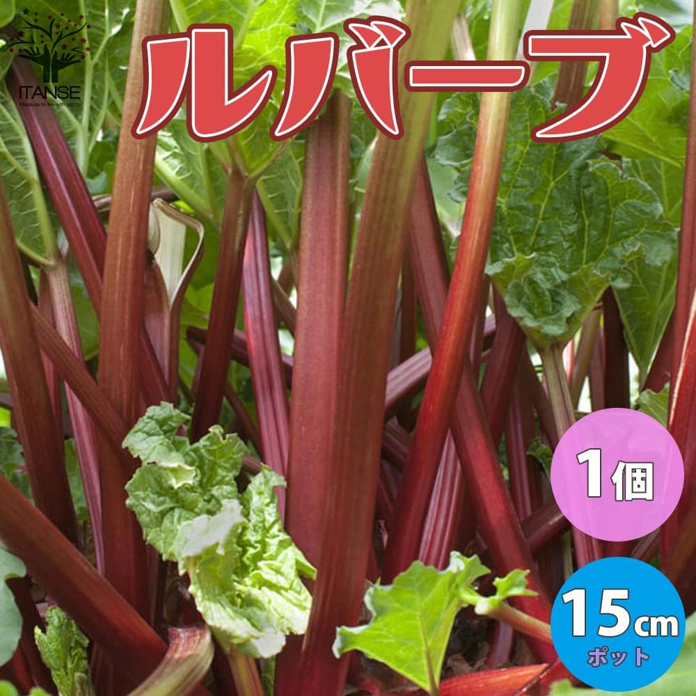 楽天市場 送料無料 ルバーブの苗 スペシャルレッド ハーブの苗 9cmポット お買い得2個セット ルバーブ苗 ルバーブの苗 ルバーブジャム ルバーブスムージー タデ科 ダイオウ属 西洋野菜 ハーブ苗 ハーブの苗 酸っぱい野菜 ショクヨウダイオウ 植物販売の