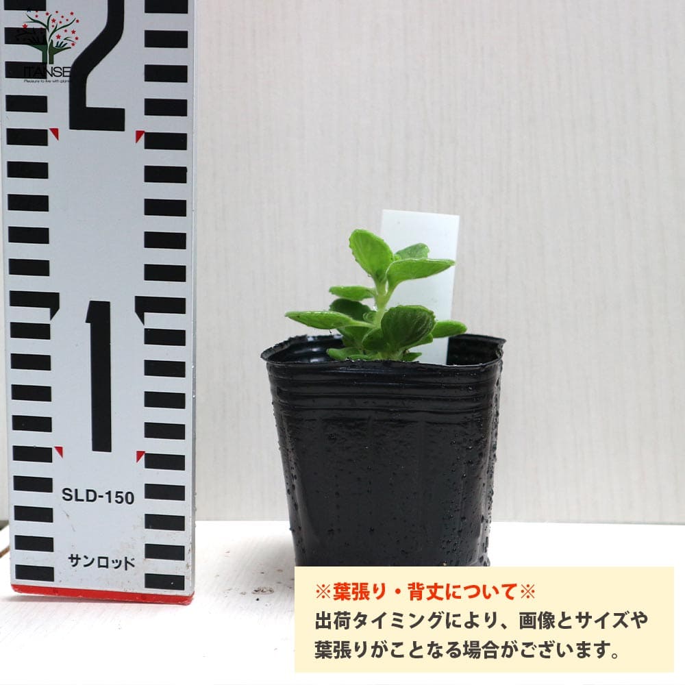 市場 送料無料 グランドカバー ハーブ苗 ベランダ アロマティカス 1個売り 9cmポット ミント苗 農園
