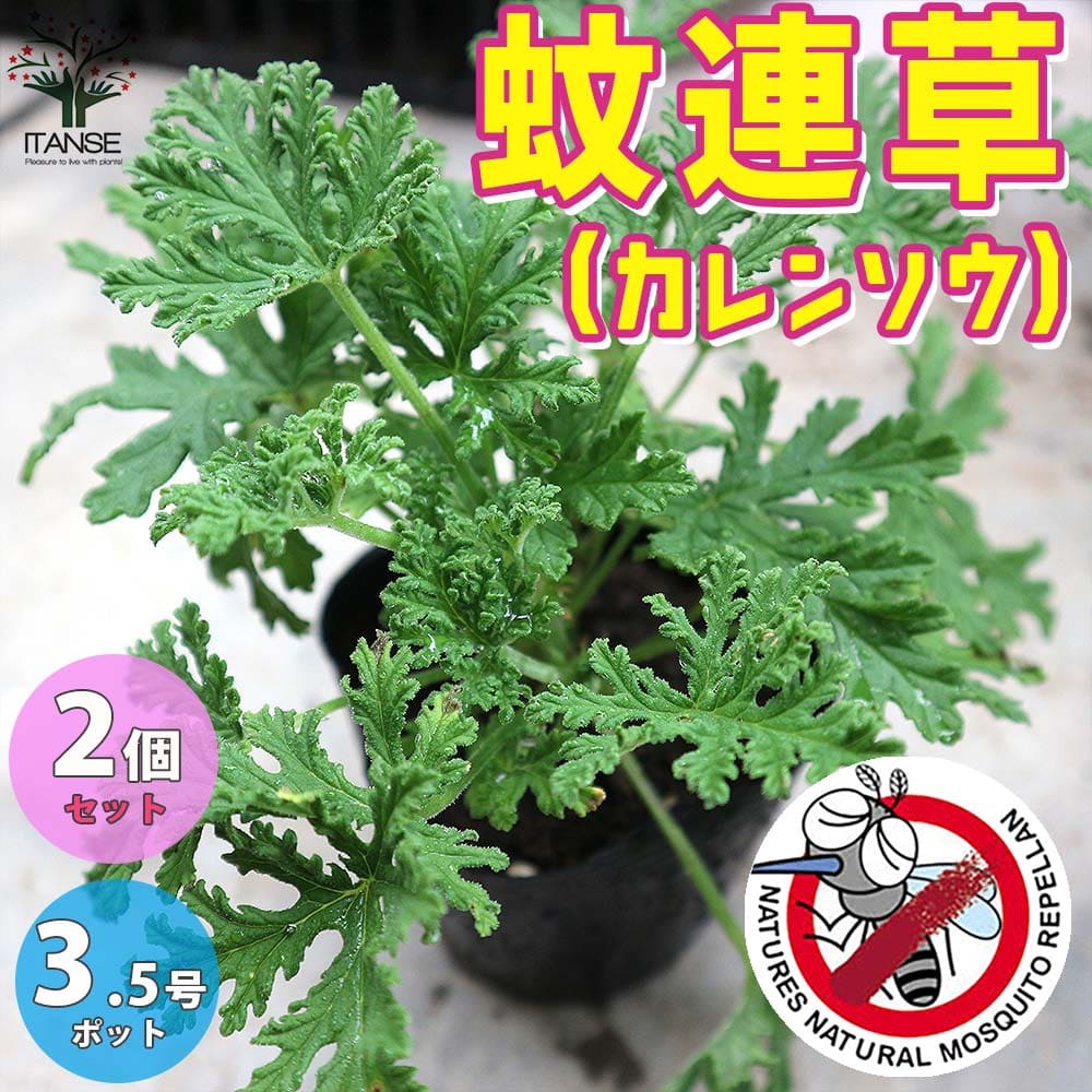 楽天市場 送料無料 蚊連草 かれんそう 蚊よけハーブの苗 ハーブの苗 10 5cm お買い得2個セット 蚊香龍 かころん カコロン 蚊香龍の苗 蚊よらず 芳香剤 虫よけ 蚊よけ 防虫ハーブ 虫対策 蚊よらずの苗 アルテメシアの苗 植物販売のｉｔａｎｓｅ楽天市場店