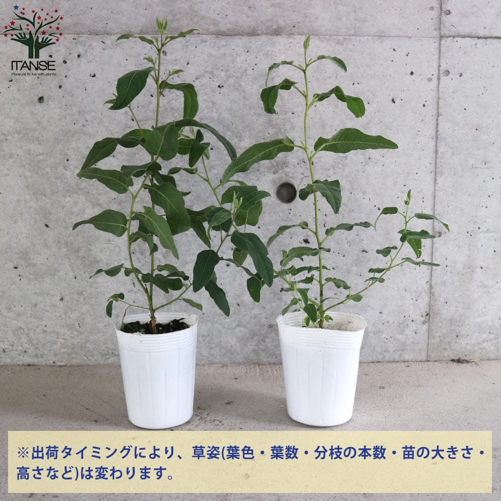本物品質の レモンユーカリレモンユーカリ苗 シトリオドラ レモンユーカリの苗木 観葉植物 リビング オフィス Somaticaeducar Com Br
