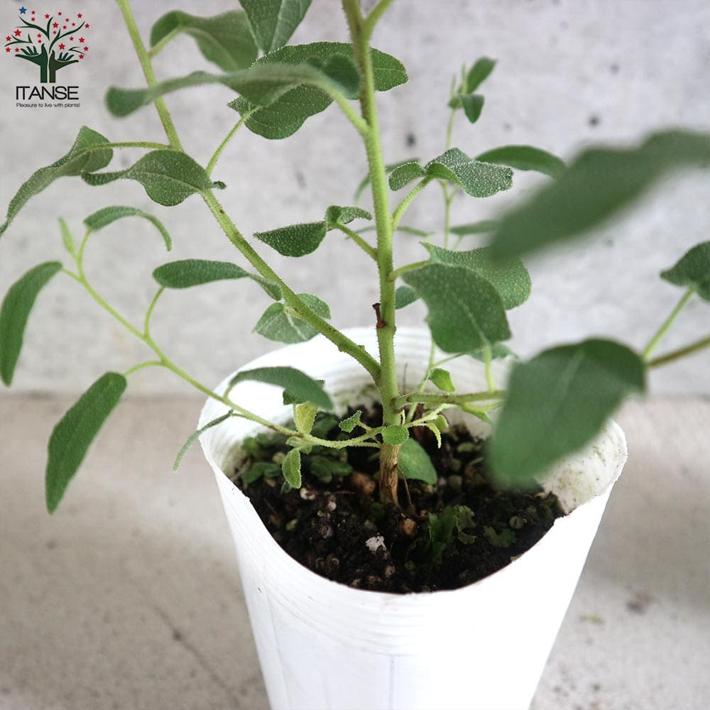 本物品質の レモンユーカリレモンユーカリ苗 シトリオドラ レモンユーカリの苗木 観葉植物 リビング オフィス Somaticaeducar Com Br