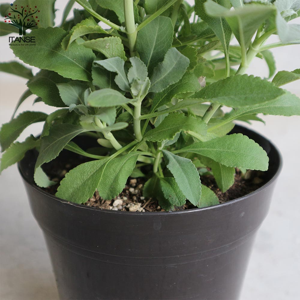 送料無料 ホワイトセージの苗 5号鉢大苗 カリフォルニア お買い得3個セット ホワイトセージ ハーブの苗