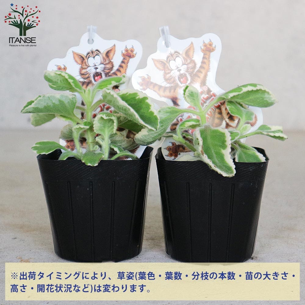 送料無料 こっちに来ないで コリウスカニナ お買い得4個セット 9cmポット苗 斑入り葉 エッジ ハーブの苗 猫よけハーブ 送料無料 こっちに来ないで コリウスカニナ お買い得4個セット 9cmポット苗 斑入り葉 エッジ ハーブの苗 猫よけハーブ