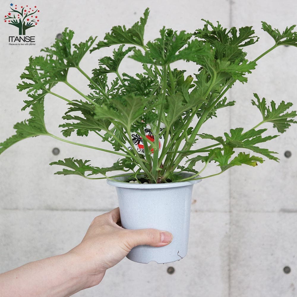 送料無料 蚊取草 カトリソウ 1個売り 蚊よらず苗 蚊連草 センテッドゼラニウム ハーブの苗 4号