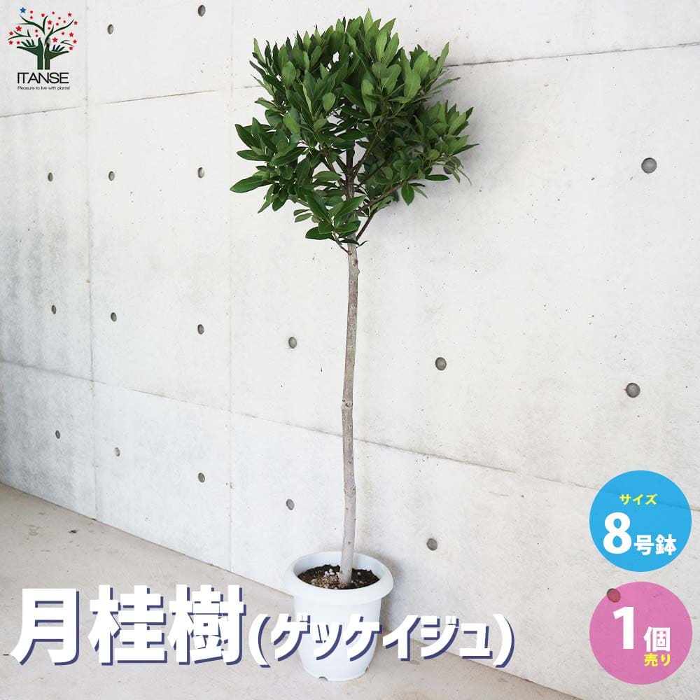 楽天市場】月桂樹（ゲッケイジュ） 樹高1.5m前後 露地苗
