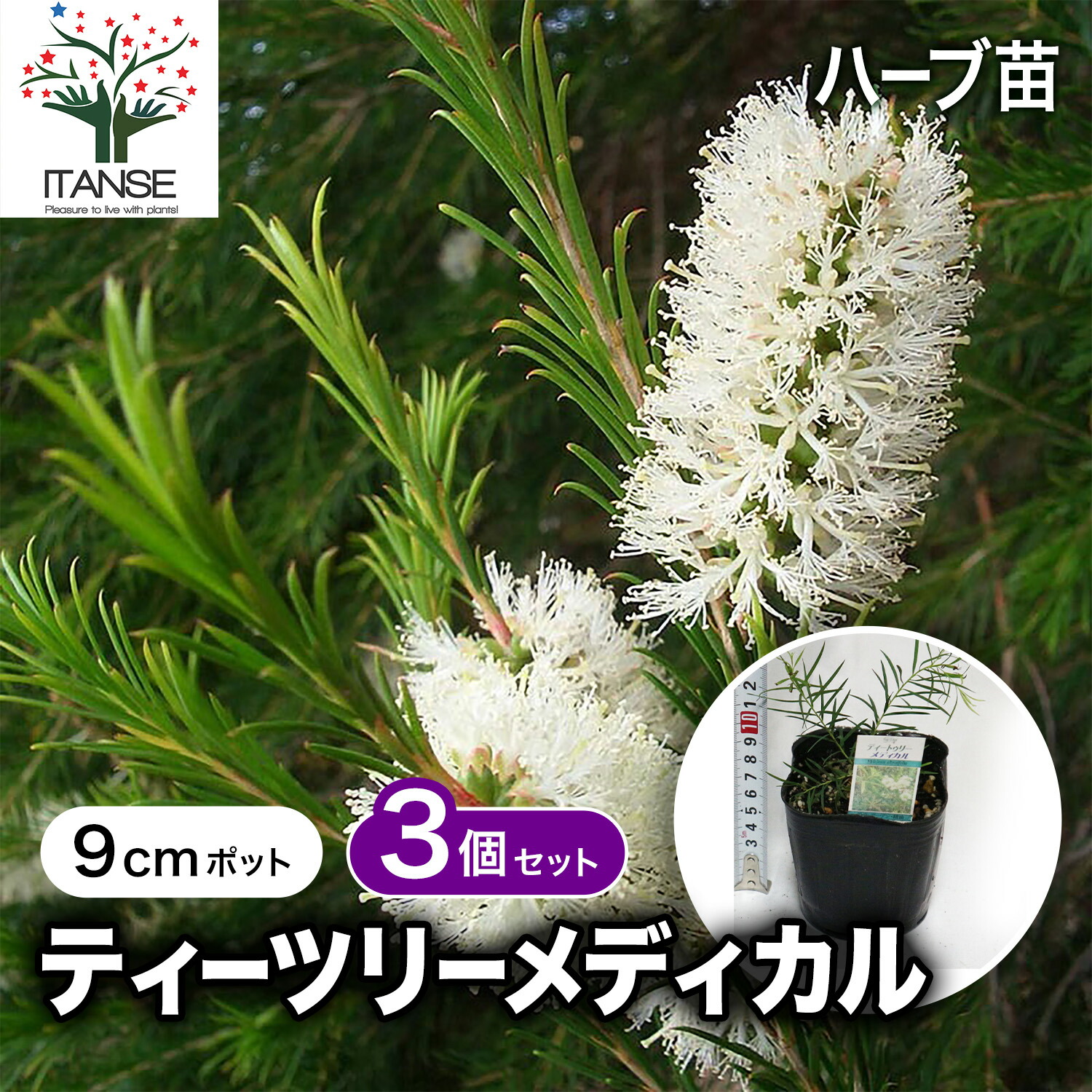 楽天市場】ティーツリー メディカルティーツリー 7号(21cm)樹高