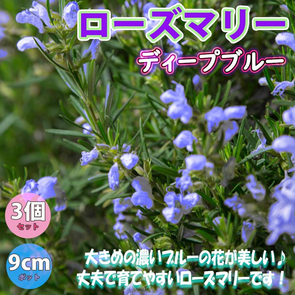 楽天市場 送料無料 ローズマリーディープブルー ハーブ苗 9cmポット 3個セット ローズマリー苗 ドライハーブ 農園 グランドカバー ベランダ 庭園 アロマテラピー ハーブティー 露地 料理 レシピ 寄せ植え 植物販売のｉｔａｎｓｅ楽天市場店