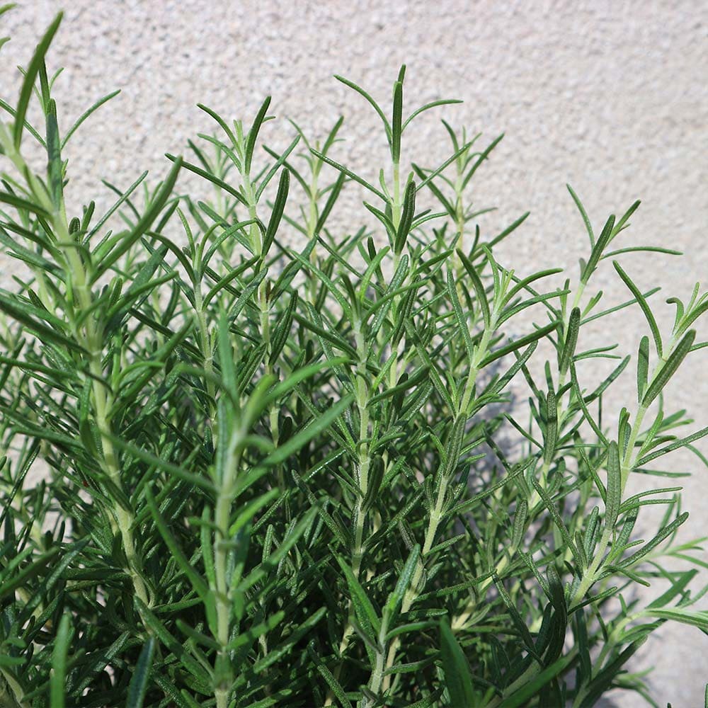 送料無料 ローズマリー マリンブルー ハーブ苗 5号鉢 2個セット ローズマリーの苗 苗木 大苗 ハーブ ハーブ苗 ガーデニング 家庭菜園 料理 鑑賞 栽培 庭園菜園 農場 ベランダ 庭 健康 趣味 ハーブ枕 鉢植え 精油 アロマ クラフト用 ポプリ Napierprison Com