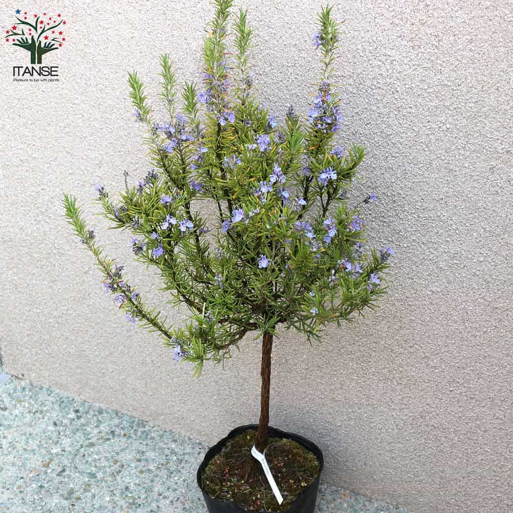 送コスト無料 海兵隊員青碧 ローズマリー 草の苗 6号数汁椀 1個売り ローズマリーの苗 若木 Herb ハーブ ハーブ苗 ガーデニング ファミリ野菜園 取り計らう スパイス 香辛料 了知 産する 庭菜園 ボタニカル生命現象 Lanuitdessoudeurs Fr